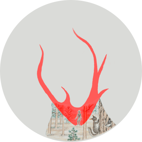 Ponderosa pine forest habitat